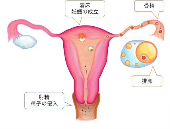 不妊治療について - 山梨大学医学部産婦人科